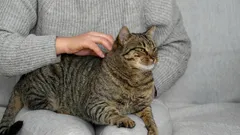 Mačacie prejavy lásky: 10 tajomstiev, ktoré vám pomôžu pochopiť vášho miláčika