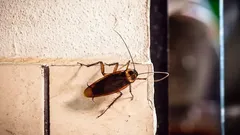 Rastliny proti švábom: zelení pomocníci, ktorí vás zbavia problému