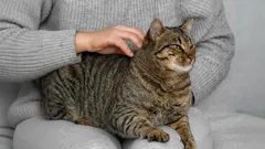 Mačacie náznaky: Ako rozlúštiť signály, ktoré naznačujú, že váš miláčik potrebuje pozornosť