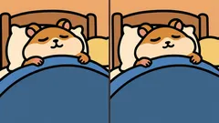 Hádanka: dokážete nájsť 3 rozdiely na obrázku so škrečkom za 29 sekúnd?