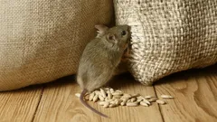 Myši sa už nevrátia: 2 kvapky tohto prírodného prostriedku prinútia armádu hlodavcov utiecť