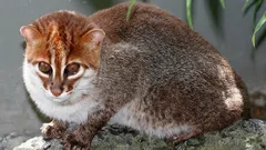 V Thajsku našli najvzácnejšie divé mačky – 30 rokov sa považovali za vyhynuté