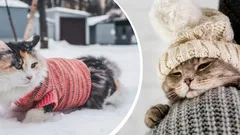 Kedy začnú mačky mrznúť: odborníci určili optimálnu teplotu pre domáceho miláčika