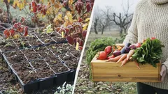 Do konca decembra treba zasiať semená týchto troch druhov zeleniny: teraz je na to ideálny čas