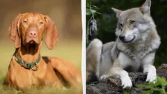 Prečo divoké zvieratá nemajú visiace uši: vysvetlenie vedcov vás prekvapí