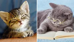 Koľko rokov má váš kocúr naozaj: ako zistiť presný vek v prepočte na ľudské roky