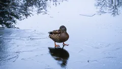 Ako dokážu vtáky dlho stáť na ľade: Tu je ich šikovný trik