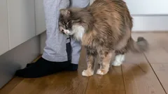 Mačka sa nešúcha o nohy svojho majiteľa len tak: Čo znamená tento signál?