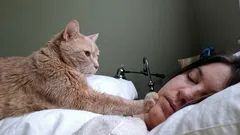 Živý budík s pazúrmi: Prečo mačky neustále budia svojich majiteľov ráno