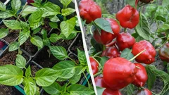 Tieto rastliny treba vysievať na priesady práve teraz: prečo to stihnúť do konca januára