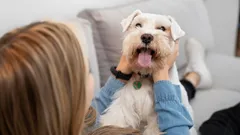 Pes čaká, kým to poviete: 8 slov, z ktorých sa váš miláčik stane kôpkou šťastia