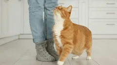 Prečo sa mačky pletú pod nohy: odborníci ponúkli vedecké vysvetlenie