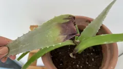 Prečo aloe vysychá a ako ju zachrániť: 7 jednoduchých krokov od záhradníka