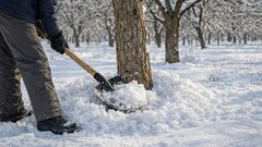Ako chrániť záhradné stromy pred zimnými mrazmi: jednoduchý a dostupný spôsob