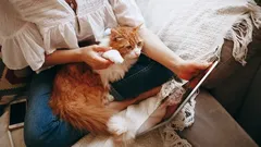 Prečo sa mačka priťahuje práve k vám: zoológovia odhalili tajomstvá ich pripútanosti