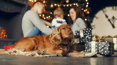 Čo robiť, ak sa pes bojí novoročných ohňostrojov: 5 rád od kynológa