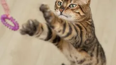 Nikdy vám nedovolia nudiť sa: 9 najaktívnejších plemien mačiek