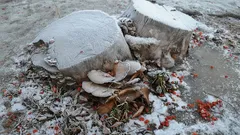 Pne na pozemku zmiznú samy: 3 najlepšie spôsoby bez volania traktora